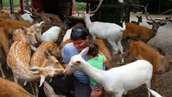 Smoky Mountain Deer Farm and Exotic Petting Zoo