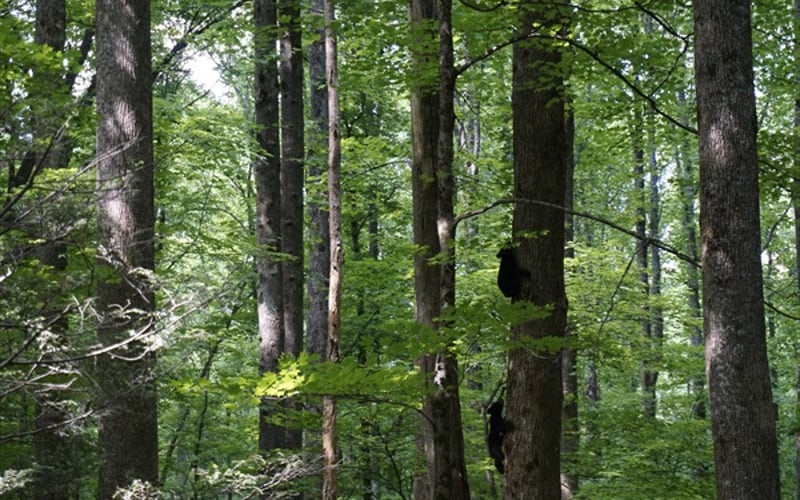 Bear Cubs at Cades Cove in the Great Smoky Mountain National Park!  You will never get tired of seeing bears in their natural habitat!  Beautiful and historic drive.  